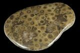 Polished Petoskey Stone (Fossil Coral) - Michigan #177189-1